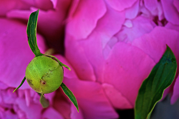 Herr Fresh Flowers