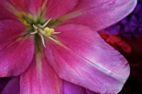 Herr Fresh Flowers