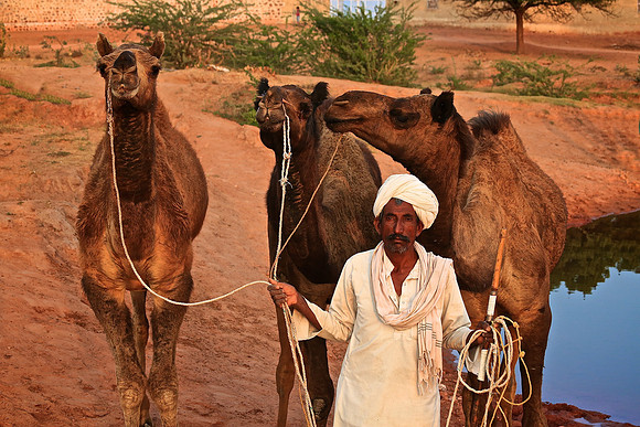 Nagaur Camel and Livestock Fair, Nagaur, Rajasthan