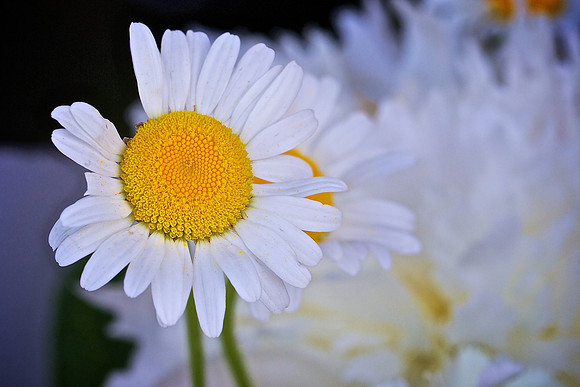 Herr Fresh Flowers