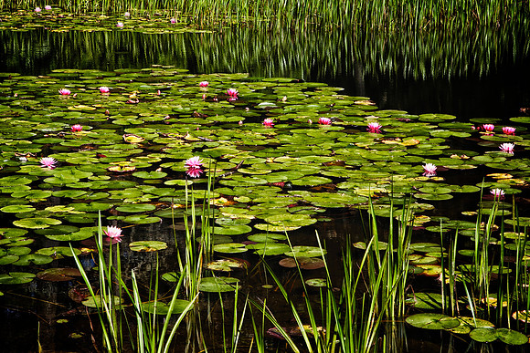 Nature Center, Highlands, NC