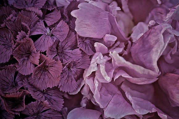 Herr Fresh Flowers