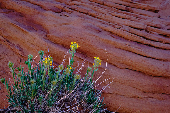 Temple of the Sun, UT.  The Entrada Sandstone and friend.