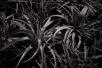 2023 Apl - Black and White Flowers