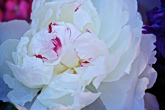 Herr Fresh Flowers