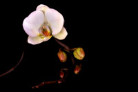 2023 May - Mystical Flowers