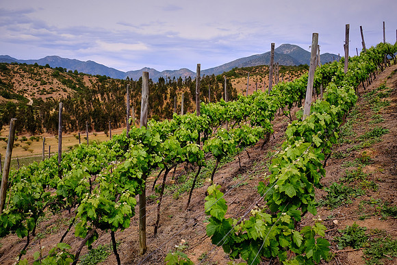Vino del Mar, Chile