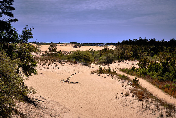 Scientists have concluded that Jockey's Ridge itself came into being about 7,000 years ago.
