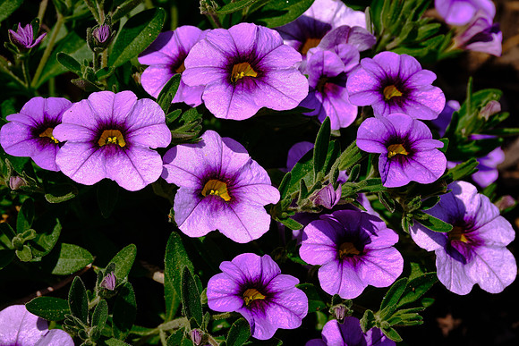 Outer Banks Arboretum and Teaching Garden, Kill Devil Hills, NC