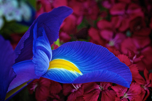 Herr Fresh Flowers