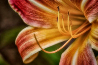 2023 May - Mystical Flowers