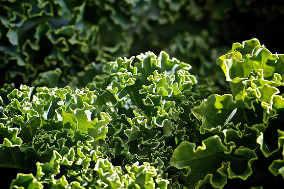 Davidson Farmers Market
