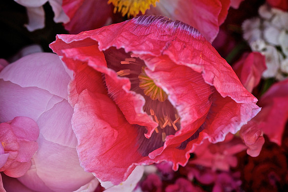 Herr Fresh Flowers