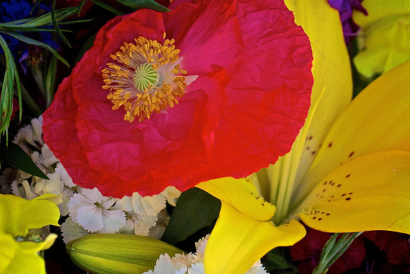 Herr Fresh Flowers
