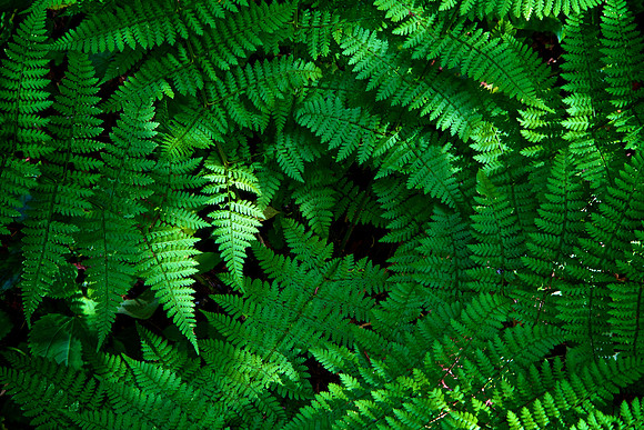 Nature Center, Highlands, NC