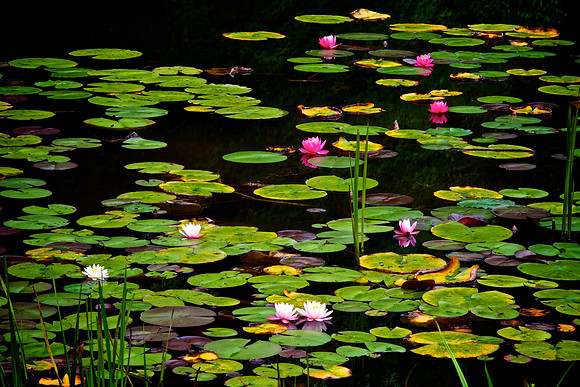 Nature Center, Highlands, NC