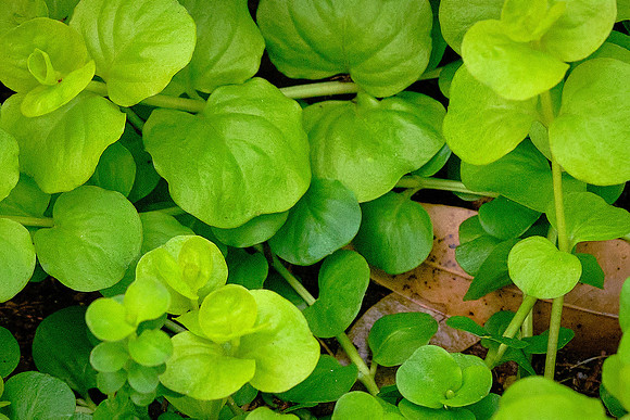 Outer Banks Arboretum and Teaching Garden, Kill Devil Hills, NC