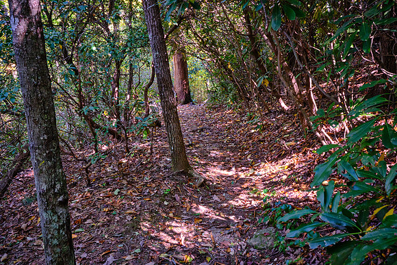 Mile Post 272, Cascades Trail