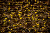 2023 May - Mystical Flowers