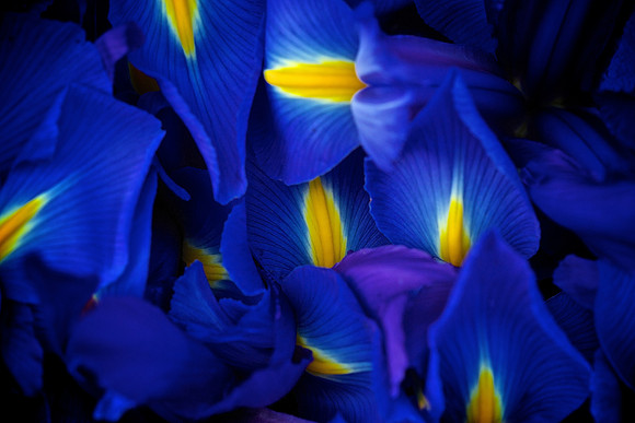 Herr Fresh Flowers