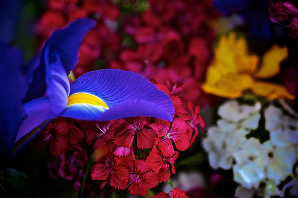 Herr Fresh Flowers