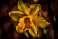 2023 May - Mystical Flowers