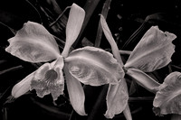 2023 Apl - Black and White Flowers