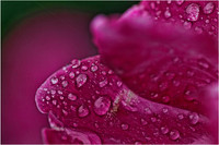 2013 Jan - Miscellaneous Flowers