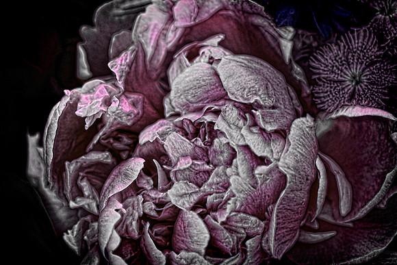 Herr Fresh Flowers