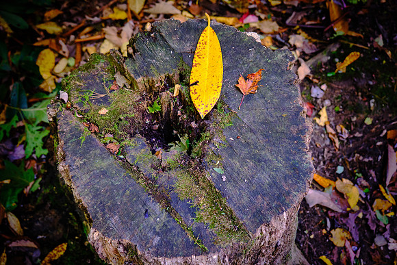 Mile Post 272, Cascades Trail