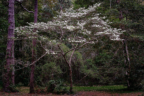 Dogwood tree in bloom at Fort Raleigh, Roanoke Island, NC