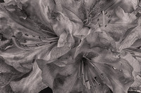 2023 Apl -  Black and White Flowers