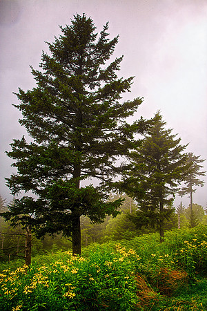 The Blue Ridge Parkway