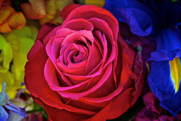 Herr Fresh Flowers