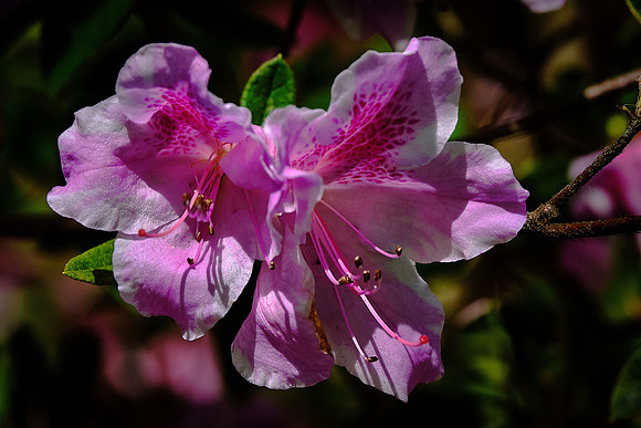 Outer Banks Arboretum and Teaching Garden, Kill Devil Hills, NC