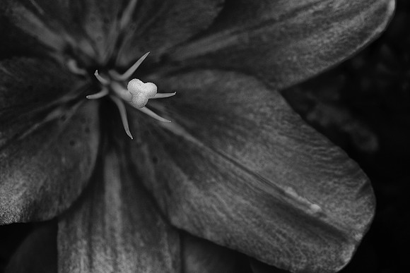 Herr Fresh Flowers