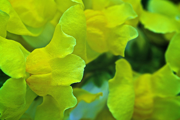 Herr Fresh Flowers