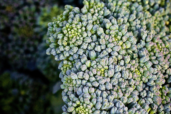 Davidson Farmers Market