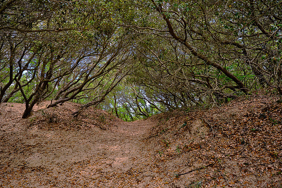 The dunes at Jockey's Ridge State Park, Nags Head, NC