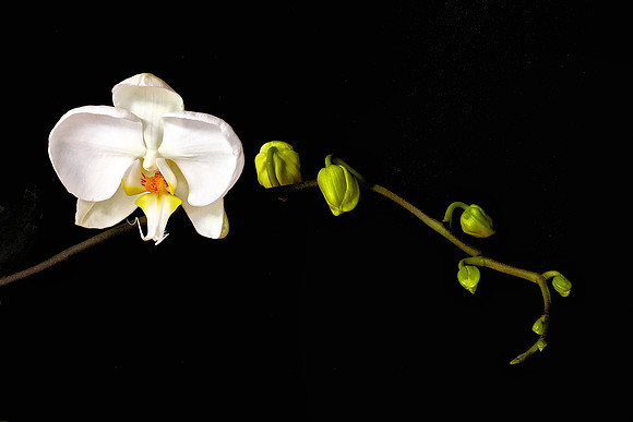 Andrea's Wedding Orchids