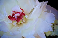 2013 June - Davidson Farmers' Market