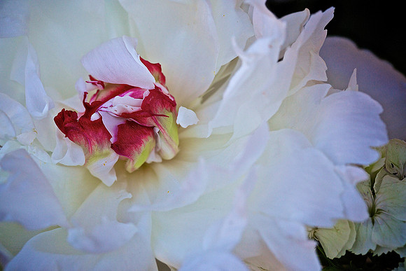 Herr Fresh Flowers