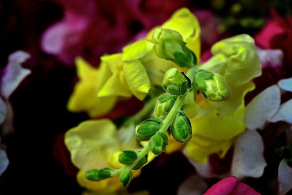 Herr Fresh Flowers