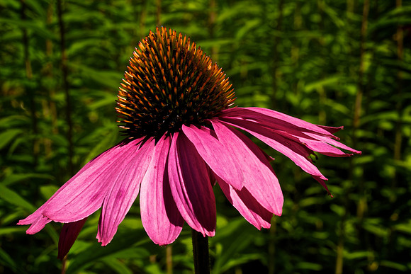 Nature Center, Highlands, NC