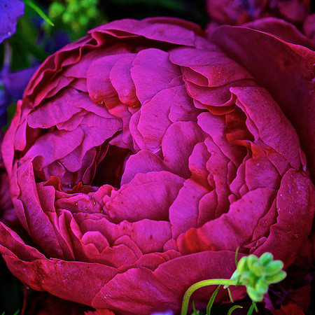 Herr Fresh Flowers