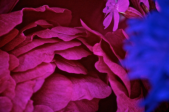 Herr Fresh Flowers