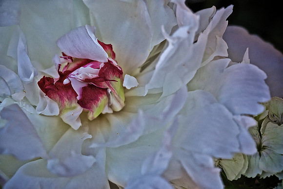 Herr Fresh Flowers