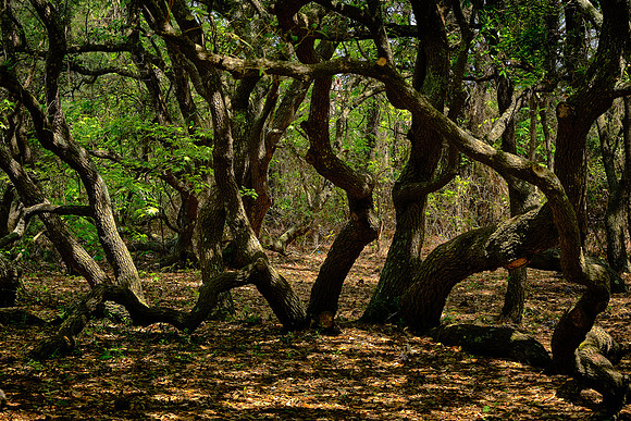 Outer Banks Arboretum and Teaching Garden, Kill Devil Hills, NC
