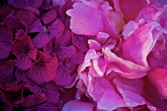 Herr Fresh Flowers