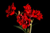 2023 May - Mystical Flowers